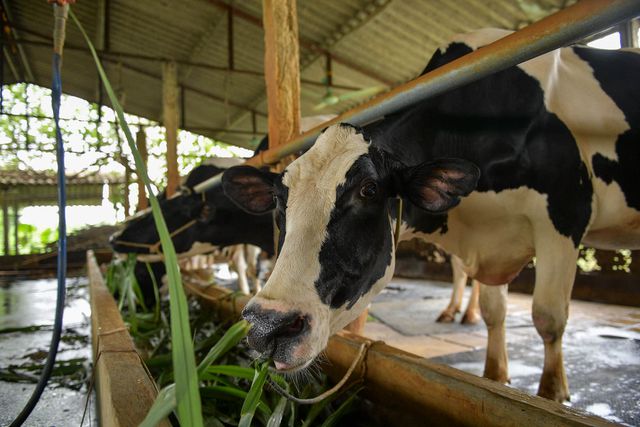 Nông dân Vĩnh Phúc vắt sữa bò kiếm tiền tỷ mỗi năm  - 8