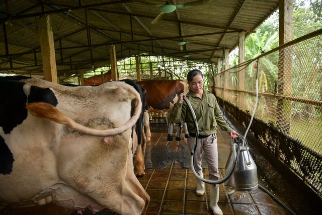 Nông dân Vĩnh Phúc vắt sữa bò kiếm tiền tỷ mỗi năm  - 9