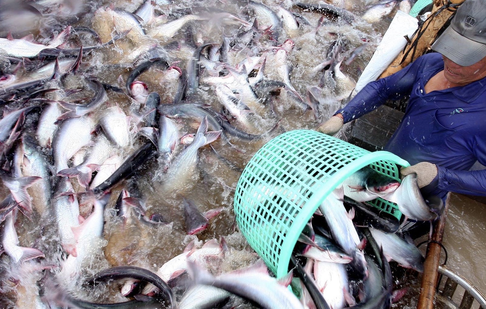 Kế hoạch 'nội địa hóa' cá tra của Trung Quốc đe dọa xuất khẩu cá tra Việt Nam