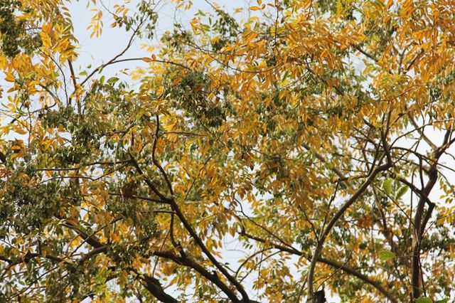 Hàng cây sưa quý ở Hà Nội bất ngờ rụng lá sau khi từ chối bán - 1