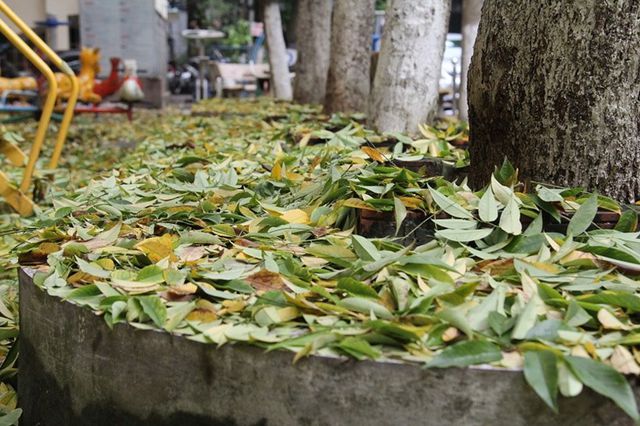Hàng cây sưa quý ở Hà Nội bất ngờ rụng lá sau khi từ chối bán - 3