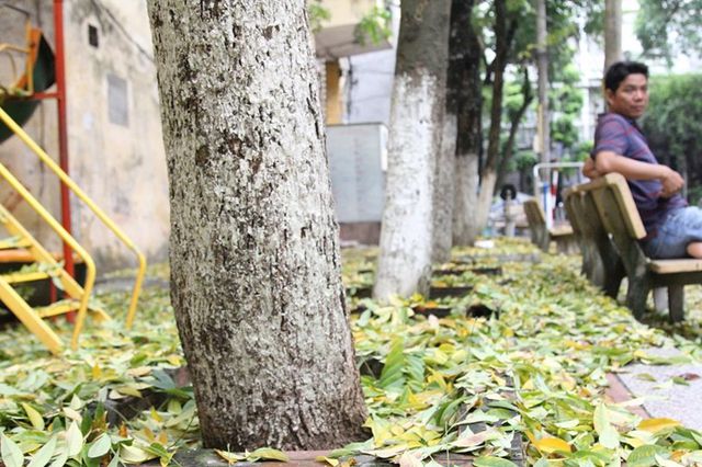 Hàng cây sưa quý ở Hà Nội bất ngờ rụng lá sau khi từ chối bán - 4