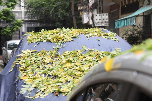 Hàng cây sưa quý ở Hà Nội bất ngờ rụng lá sau khi từ chối bán - 6