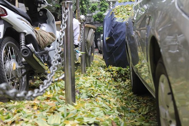 Hàng cây sưa quý ở Hà Nội bất ngờ rụng lá sau khi từ chối bán - 7