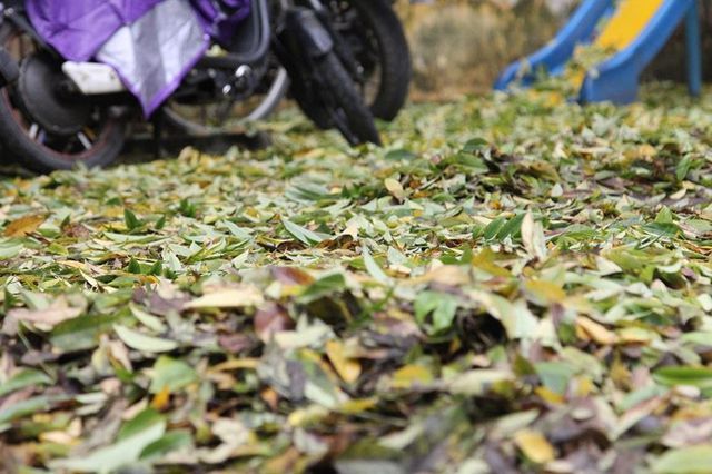 Hàng cây sưa quý ở Hà Nội bất ngờ rụng lá sau khi từ chối bán - 8