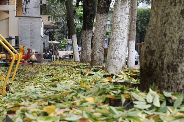 Hàng cây sưa quý ở Hà Nội bất ngờ rụng lá sau khi từ chối bán - 9