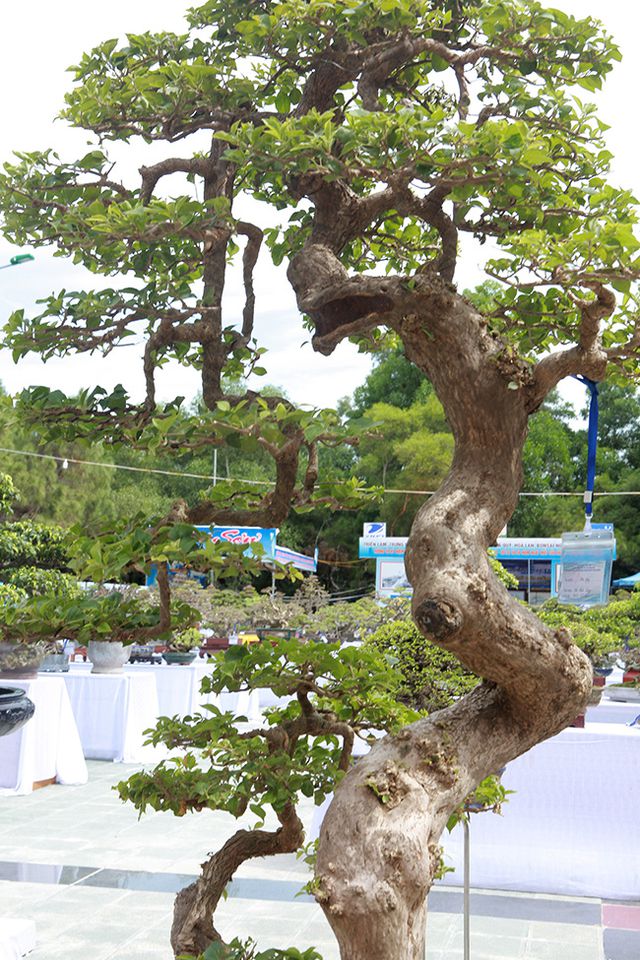Ngắm cây hoa giấy bonsai được tạo tác như thác đổ - 2
