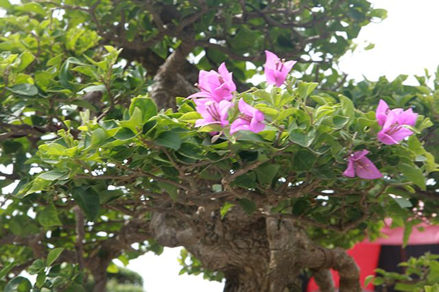 Ngắm cây hoa giấy bonsai được tạo tác như thác đổ - 11
