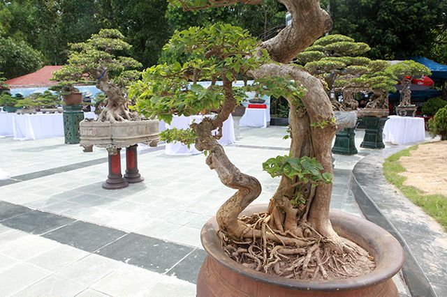 Ngắm cây hoa giấy bonsai được tạo tác như thác đổ - 12