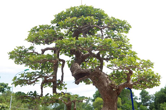 Ngắm cây hoa giấy bonsai được tạo tác như thác đổ - 13