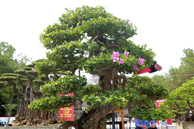 Ngắm cây hoa giấy bonsai được tạo tác như thác đổ - 14