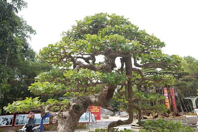 Ngắm cây hoa giấy bonsai được tạo tác như thác đổ - 3