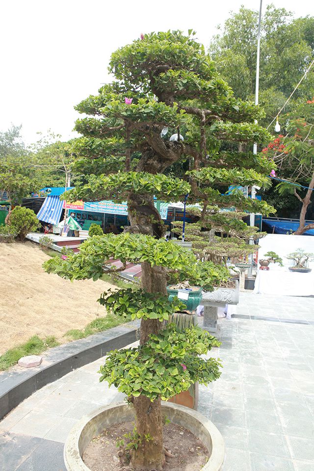 Ngắm cây hoa giấy bonsai được tạo tác như thác đổ - 4