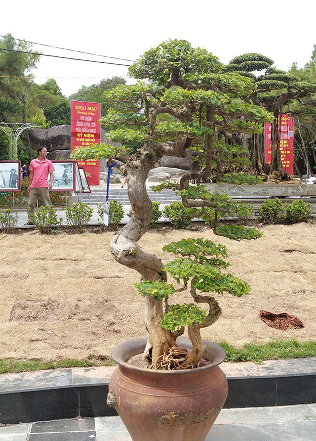 Ngắm cây hoa giấy bonsai được tạo tác như thác đổ - 5