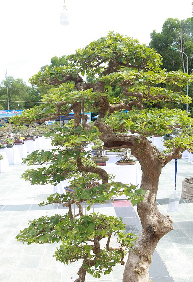 Ngắm cây hoa giấy bonsai được tạo tác như thác đổ - 6