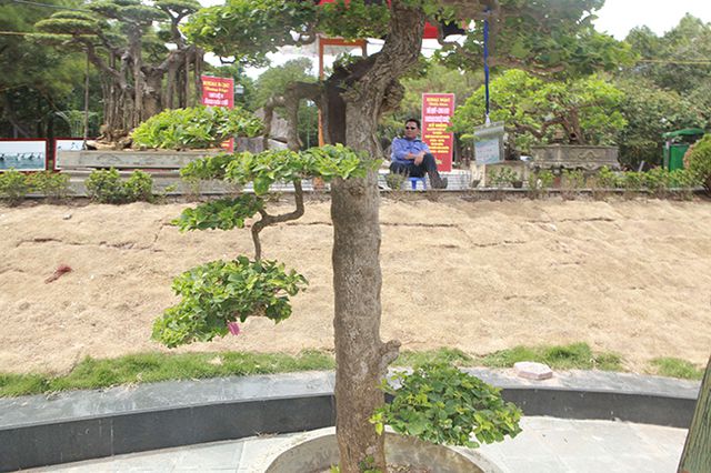 Ngắm cây hoa giấy bonsai được tạo tác như thác đổ - 7