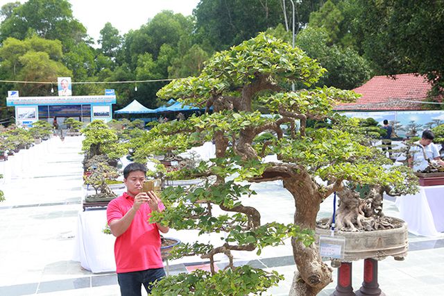 Ngắm cây hoa giấy bonsai được tạo tác như thác đổ - 8
