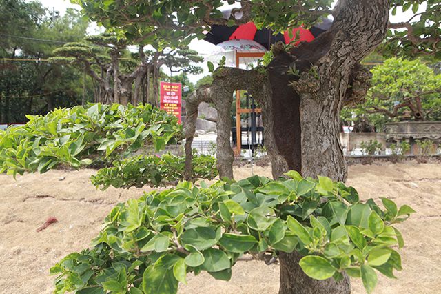 Ngắm cây hoa giấy bonsai được tạo tác như thác đổ - 9