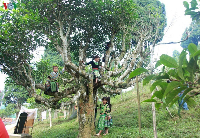 Cảnh báo cho người nước ngoài thuê cây chè cổ thụ ở Hà Giang - 1