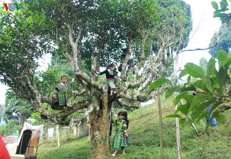 Cảnh báo cho người nước ngoài thuê cây chè cổ thụ ở Hà Giang