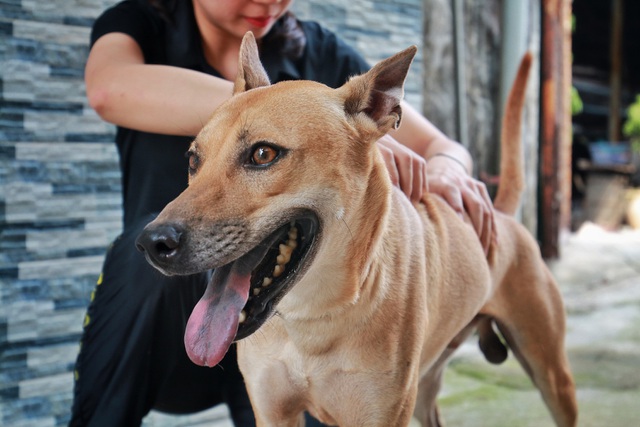 Chú chó Phú Quốc “lừng danh”, trả giá 350 triệu đồng không bán ở Hà Nội - 1