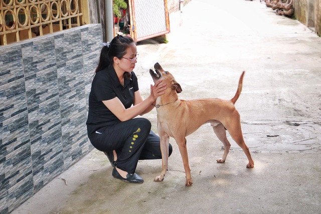Chú chó Phú Quốc “lừng danh”, trả giá 350 triệu đồng không bán ở Hà Nội - 2