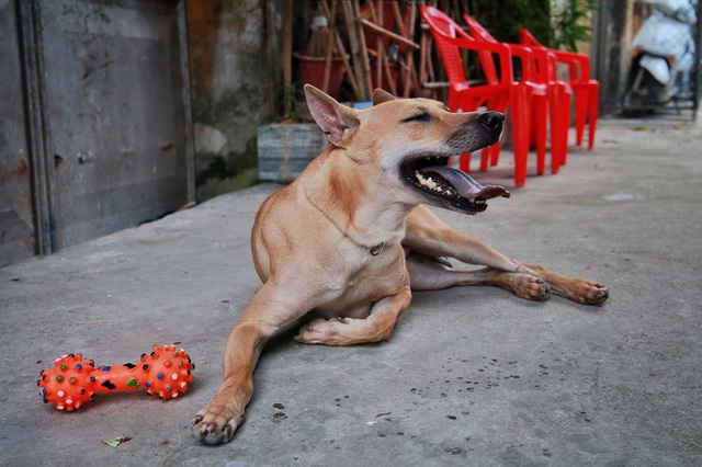 Chú chó Phú Quốc “lừng danh”, trả giá 350 triệu đồng không bán ở Hà Nội - 11