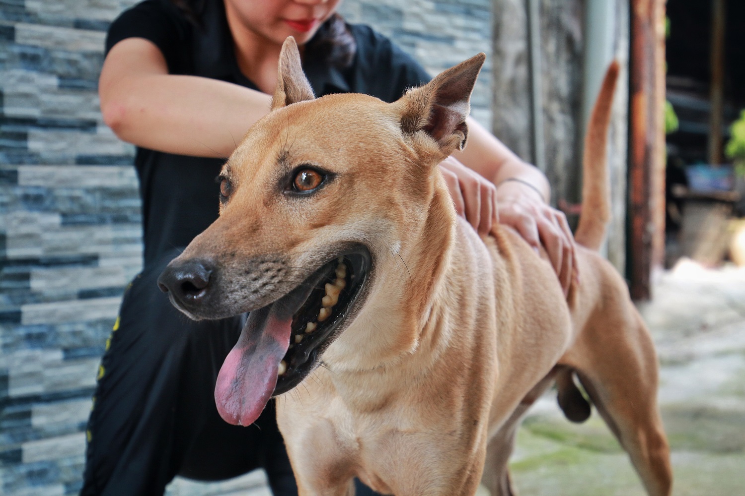 Chú chó Phú Quốc “lừng danh”, trả giá 350 triệu đồng không bán ở Hà Nội