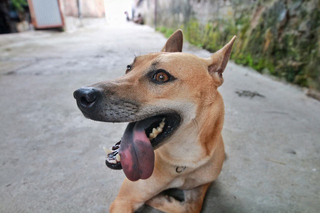 Chú chó Phú Quốc “lừng danh”, trả giá 350 triệu đồng không bán ở Hà Nội - 5