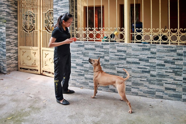 Chú chó Phú Quốc “lừng danh”, trả giá 350 triệu đồng không bán ở Hà Nội - 8