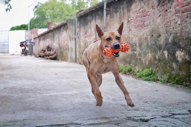 Chú chó Phú Quốc “lừng danh”, trả giá 350 triệu đồng không bán ở Hà Nội - 9