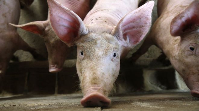 VNDirect: Dịch tả lợn mang cơ hội cho những “ông lớn”