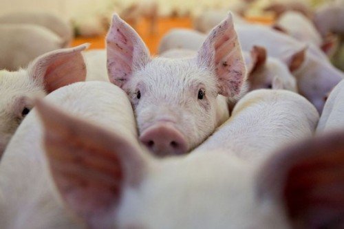 Giá lợn đã chạm đáy, sẽ tăng dần về cuối năm?