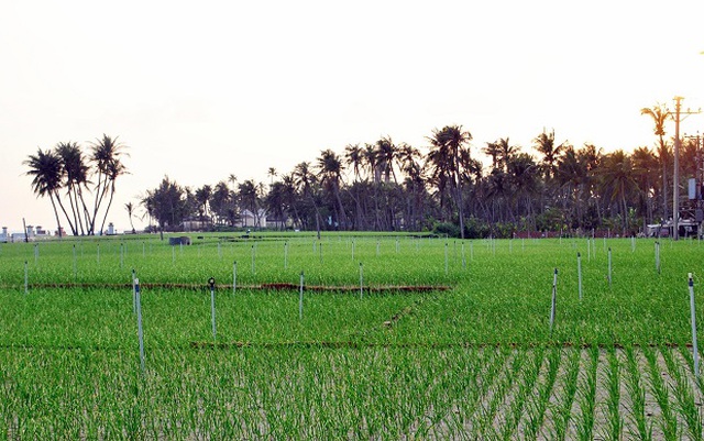 Quảng Ngãi: Sóng ngầm chuyển nhượng đất nông nghiệp ở Lý Sơn - 1