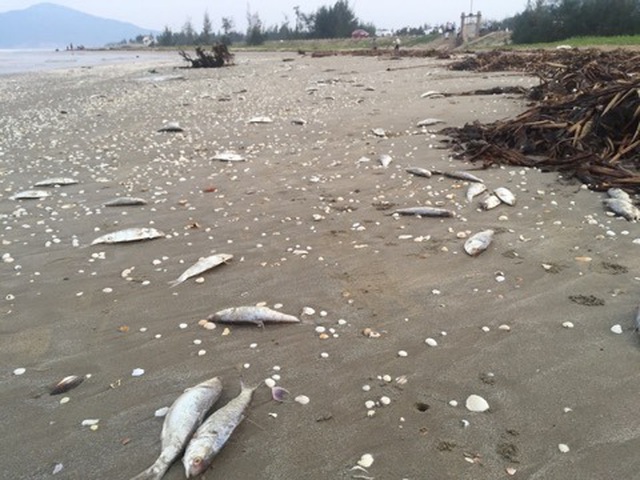 Gần 2 tấn cá chết trôi dạt vào bờ biển Hà Tĩnh - 1