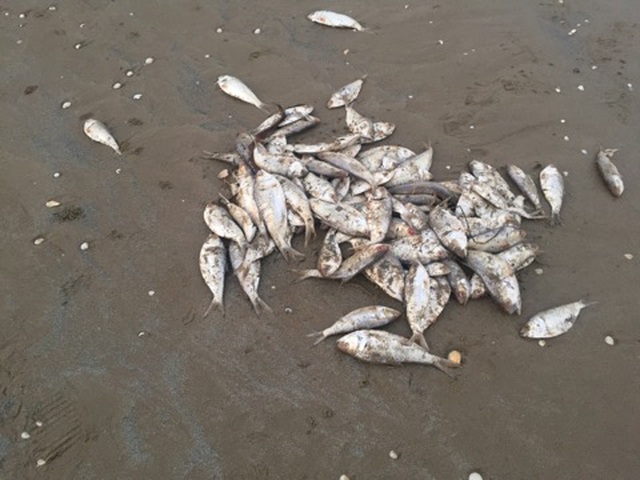 Gần 2 tấn cá chết trôi dạt vào bờ biển Hà Tĩnh - 2