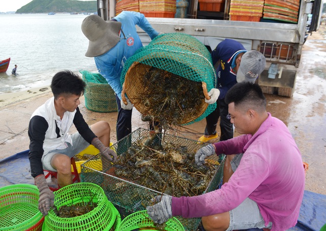 Phú Yên: Thị trường Trung Quốc “chê” tôm hùm, ngư dân lao đao - 1