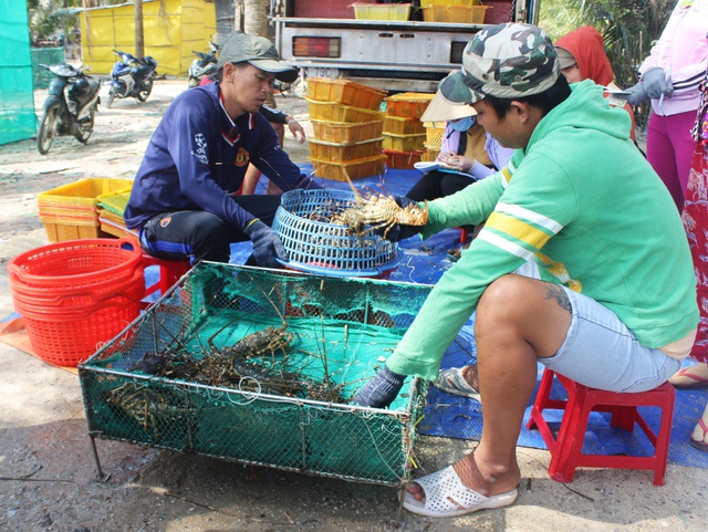 Phú Yên: Thị trường Trung Quốc “chê” tôm hùm, ngư dân lao đao - 3