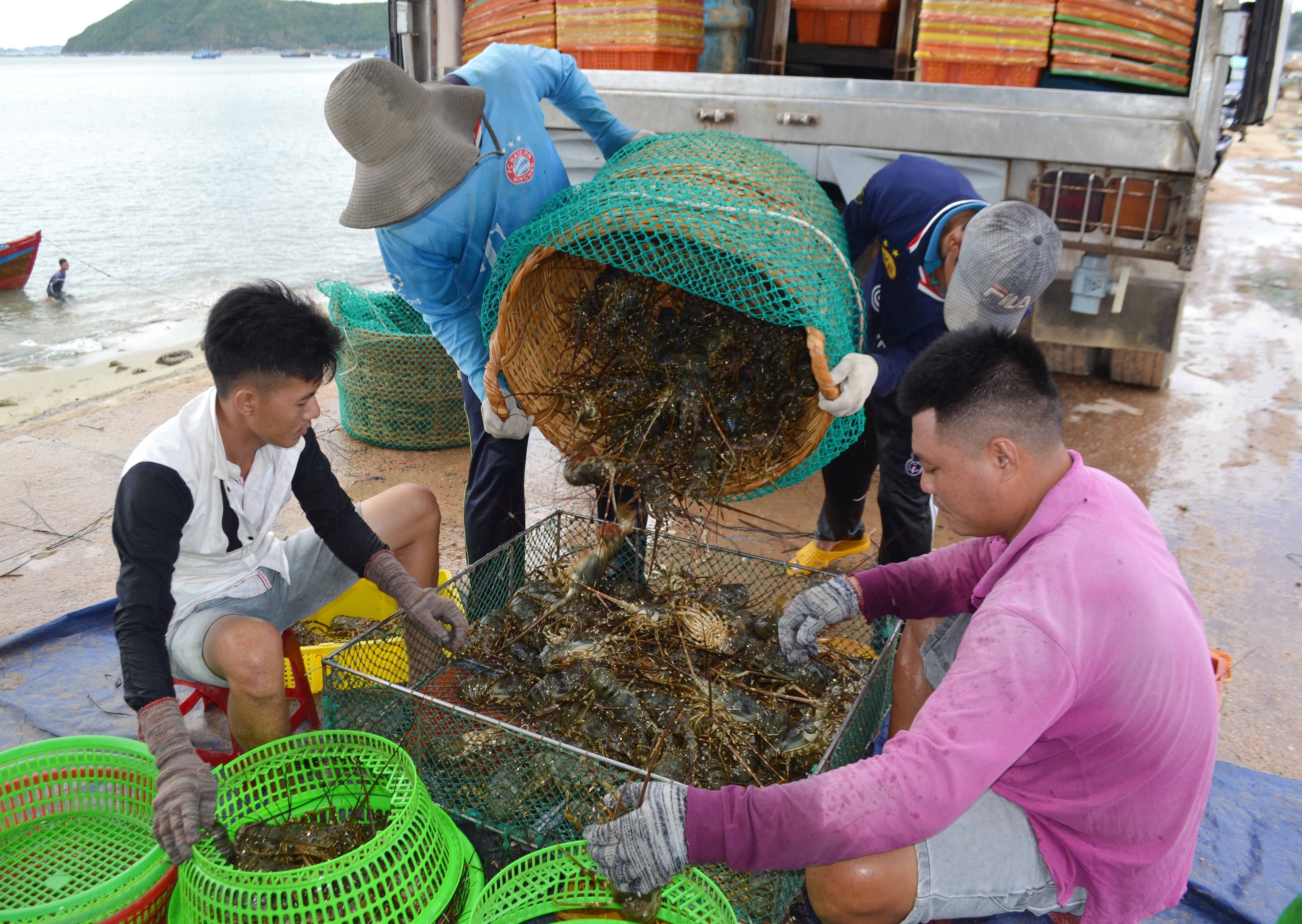 Phú Yên: Thị trường Trung Quốc “chê” tôm hùm, ngư dân lao đao