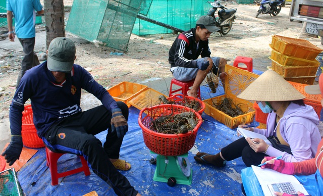 Phú Yên: Thị trường Trung Quốc “chê” tôm hùm, ngư dân lao đao - 6
