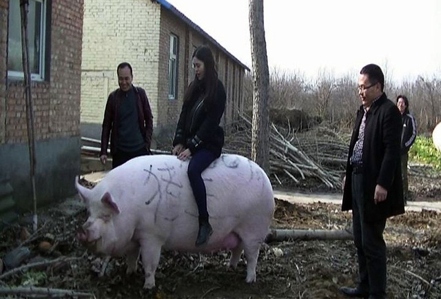Khan hiếm thịt, Trung Quốc quyết nhân giống lợn “siêu to khổng lồ” - 1