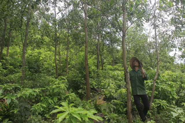 Vợ chồng trẻ Vân Kiều kiếm gần 150 triệu đồng/năm từ trồng rừng, nuôi dê - 2