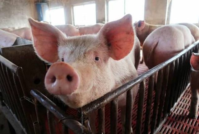 Nghỉ việc về quê nuôi 22 con lợn, nay thành đại gia khiến cả nước bất ngờ - 6