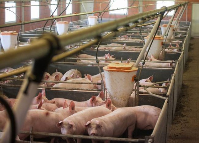 Nghỉ việc về quê nuôi 22 con lợn, nay thành đại gia khiến cả nước bất ngờ - 7
