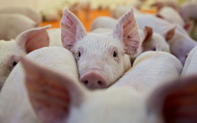 Cùng với Trung Quốc, giá thịt lợn ở Việt Nam sẽ còn “sốt” đến hết năm - 1