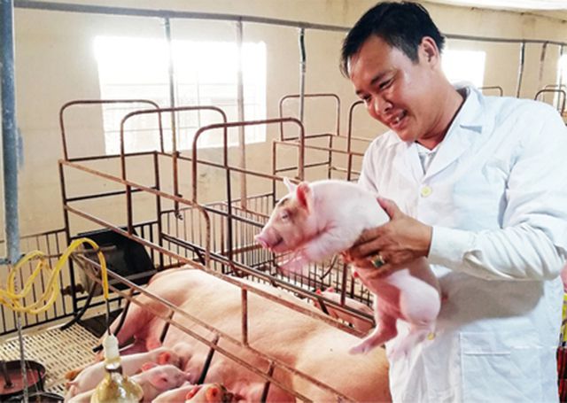 Mặc bão dịch, nhiều chủ trại chăn nuôi lợn vẫn tự tin tái đàn đón Tết