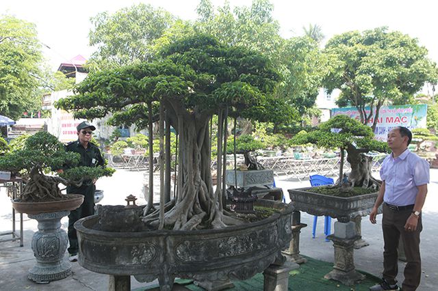 Chiêm ngưỡng “chùa Đồng” dưới bóng cây sanh tiền tỷ - 1