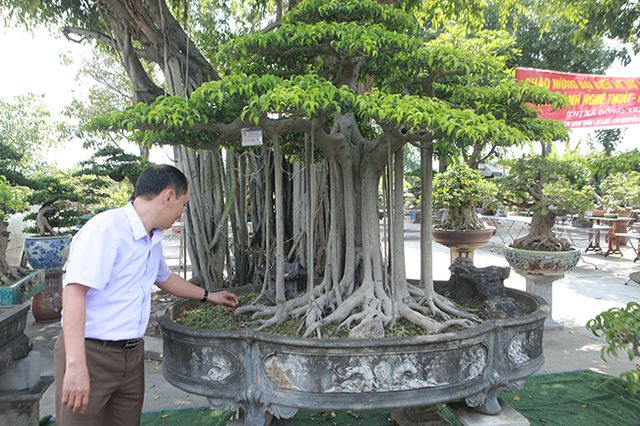 Chiêm ngưỡng “chùa Đồng” dưới bóng cây sanh tiền tỷ - 2