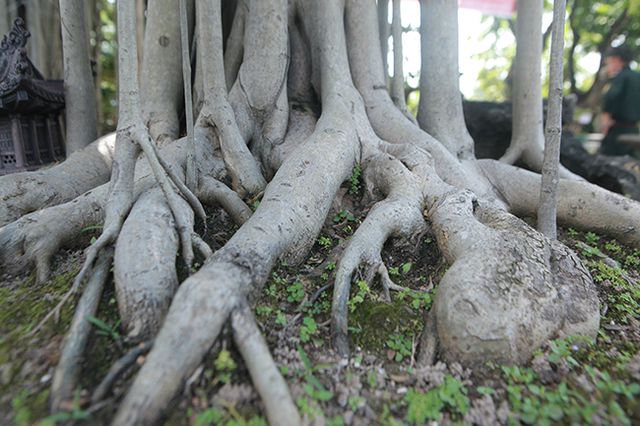 Chiêm ngưỡng “chùa Đồng” dưới bóng cây sanh tiền tỷ - 11