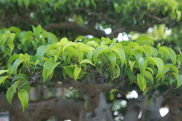 Chiêm ngưỡng “chùa Đồng” dưới bóng cây sanh tiền tỷ - 12